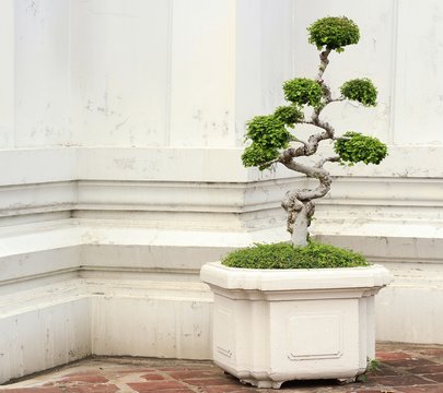 shaped decorative tree in temple