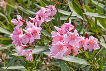 closeup of pink oleander flowers in bloom