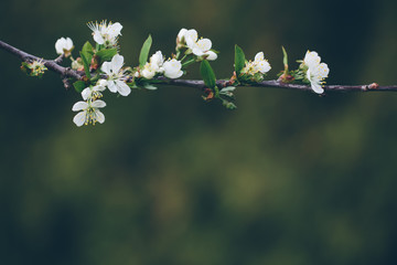 Cherry blossom in spring for background or copy space