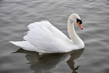 Lone Swan