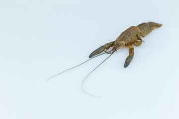 Cray fish moult,isolated on white background.