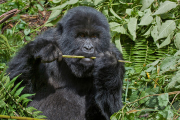 Mountain Gorilla, Volcanoes National Park, Rwanda