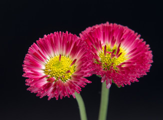 Beautiful daisy flowers isolated on black background cutout