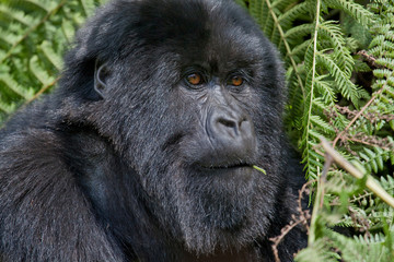 Mountain Gorilla, Volcanoes National Park, Rwanda