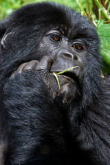 Mountain Gorilla, Volcanoes National Park, Rwanda