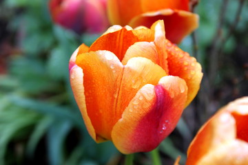 Taufrische Tulpen