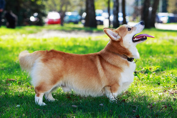Welsh Corgi Pembroke