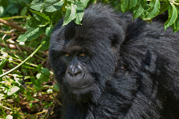 Mountain Gorilla, Volcanoes National Park, Rwanda