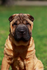 Shar Pei dog sitting
