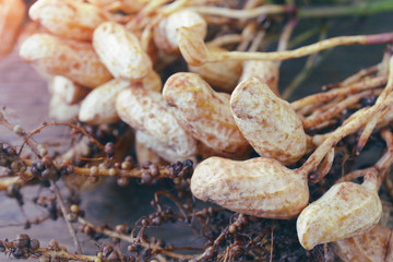 fresh peanuts plants with roots on wooden table.