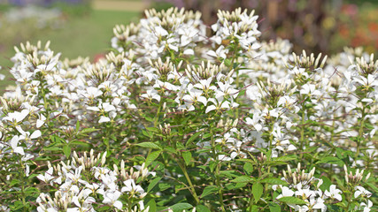 Spinnenblume, Spinnenpflanze, Cleome spinosa