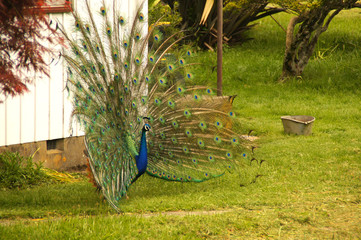 Blauer Pfau schlägt Rad