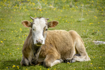 calf on a meadow