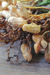 fresh peanuts plants with roots on wooden table.