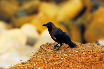 Close-up of a young crow