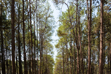 Under the pine