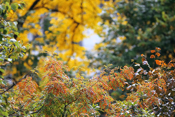 Yellowed dry leaves on branches