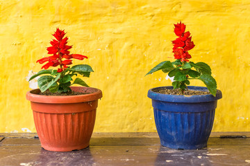 Flowers in pots against yellow wall