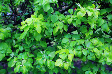 young green leaves spring background