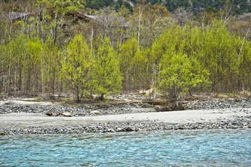 Crystal clear Azusa River in this pristine and untouched nature landscape in Japanese Alps town of Kamikochi, Nagano Prefecture, Japan.