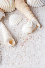 sea shell on a white wooden background