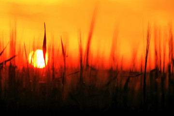 Grass in the field at sunset