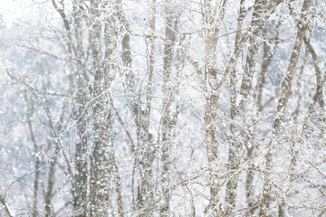 Fototapeta premium Snow-covered winter russian forest