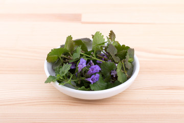 fresh ground ivy / Porcelain bowl with fresh ground ivy 