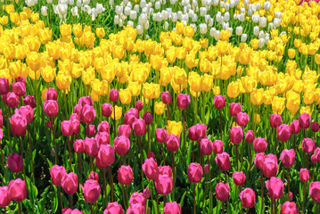 Red tulips. Beautiful bouquet of tulips. colorful tulips.