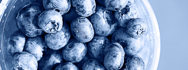 background berries blueberries  panorama