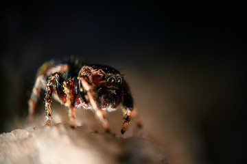 insect spider macro  nature small