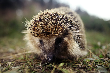 hedgehog wakes up in the spring