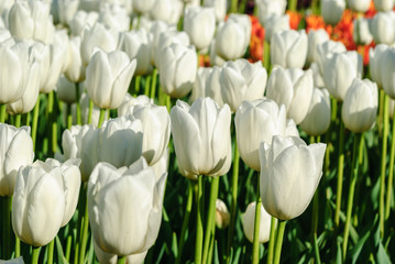 Red tulips. Beautiful bouquet of tulips. colorful tulips.