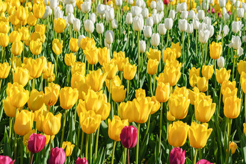 Fototapeta premium Red tulips. Beautiful bouquet of tulips. colorful tulips.