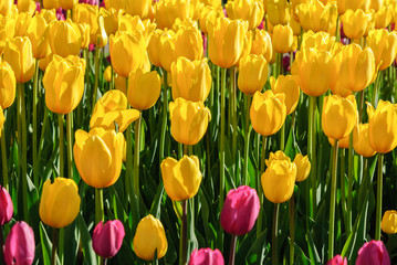 Obraz premium Red tulips. Beautiful bouquet of tulips. colorful tulips.
