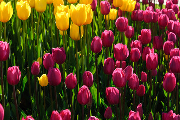 Red tulips. Beautiful bouquet of tulips. colorful tulips.