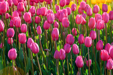 Red tulips. Beautiful bouquet of tulips. colorful tulips.