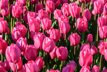 Obraz premium Red tulips. Beautiful bouquet of tulips. colorful tulips.
