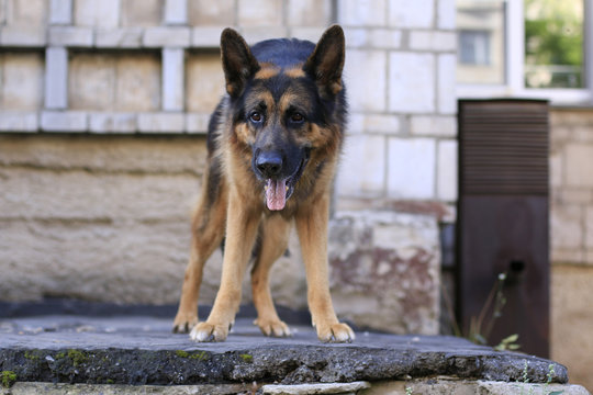 Dog german shepherd is on the steps in a summer