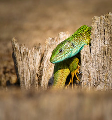 Iberian emerald lizard