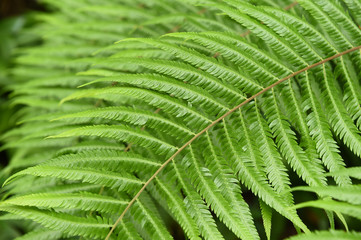 Details of the nature for background 