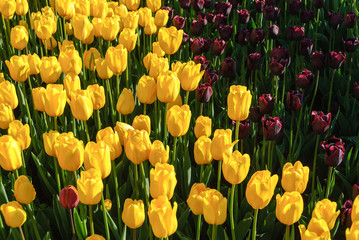 Obraz premium Red tulips. Beautiful bouquet of tulips. colorful tulips.