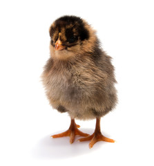 Yellow chickens looking at one white isolated on a red background