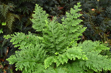 Details of the nature for background 