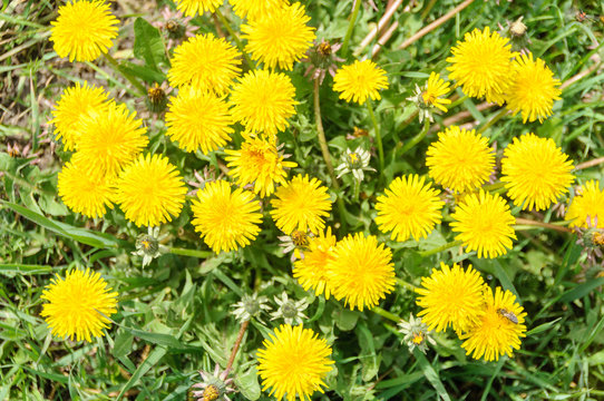 Close up of blooming yellow dandelion flowers Taraxacum officinale