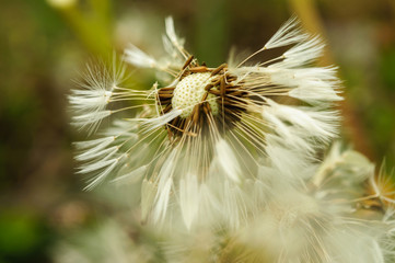 Spring flowers beautiful dandelions in green grass.