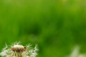 Spring flowers beautiful dandelions in green grass.