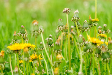 Spring flowers beautiful dandelions in green grass.