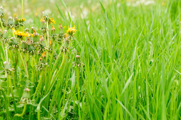 Spring flowers beautiful dandelions in green grass.