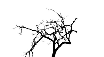 tree branch silhouette isolated on white background